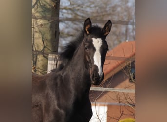 Oldenburger, Merrie, 1 Jaar, Zwart