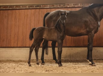 Oldenburger, Merrie, 1 Jaar, Zwart