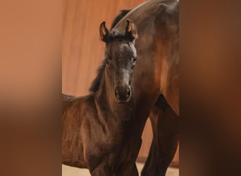Oldenburger, Merrie, 1 Jaar, Zwart