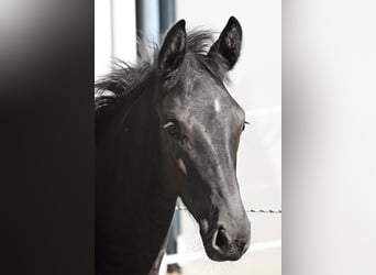 Oldenburger, Merrie, 1 Jaar, Zwart