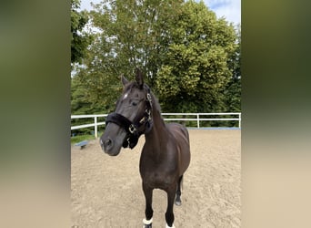 Oldenburger, Merrie, 20 Jaar, 164 cm, Zwart