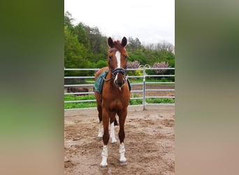 Oldenburger, Merrie, 20 Jaar, 165 cm, Vos