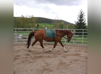 Oldenburger, Merrie, 20 Jaar, 165 cm, Vos