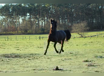 Oldenburger, Merrie, 20 Jaar, 168 cm, Zwartbruin