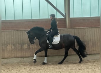 Oldenburger, Merrie, 20 Jaar, 168 cm, Zwartbruin