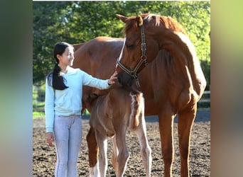 Oldenburger, Merrie, 20 Jaar, 173 cm, Donkere-vos