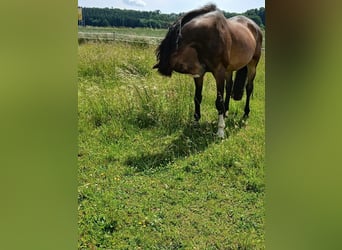 Oldenburger, Merrie, 20 Jaar, 176 cm, Bruin