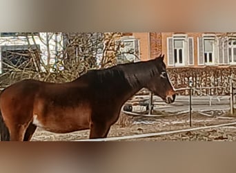 Oldenburger, Merrie, 20 Jaar, 176 cm, Bruin