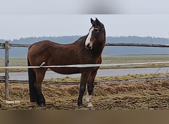Oldenburger, Merrie, 20 Jaar, 176 cm, Bruin