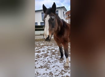 Oldenburger, Merrie, 20 Jaar, 176 cm, Bruin