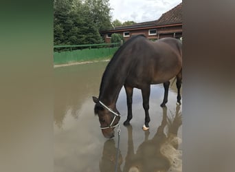 Oldenburger, Merrie, 22 Jaar, 162 cm, Donkerbruin