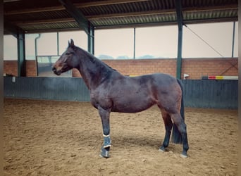 Oldenburger, Merrie, 24 Jaar, 162 cm, Bruin