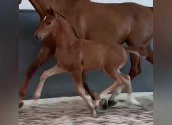 Oldenburger, Merrie, 2 Jaar, 159 cm, Donkere-vos