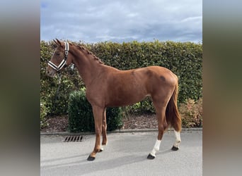 Oldenburger, Merrie, 2 Jaar, 159 cm, Vos