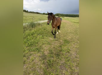 Oldenburger, Merrie, 2 Jaar, 160 cm, Bruin