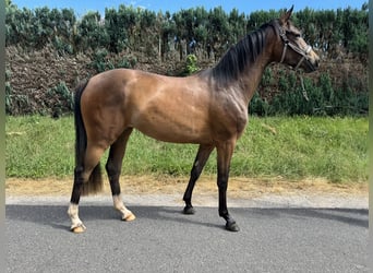 Oldenburger, Merrie, 2 Jaar, 160 cm, Bruin
