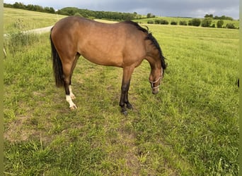 Oldenburger, Merrie, 2 Jaar, 160 cm, Bruin