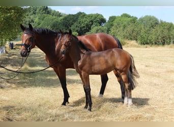 Oldenburger, Merrie, 2 Jaar, 160 cm, Bruin