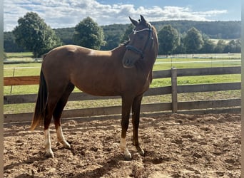 Oldenburger, Merrie, 2 Jaar, 161 cm, Donkere-vos