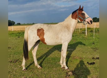 Oldenburger, Merrie, 2 Jaar, 161 cm, Gevlekt-paard