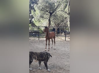 Oldenburger, Merrie, 2 Jaar, 162 cm, Lichtbruin