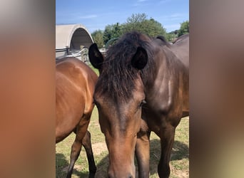 Oldenburger, Stute, 2 Jahre, 165 cm, Dunkelbrauner