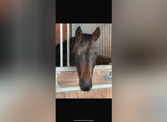 Oldenburger, Merrie, 2 Jaar, 165 cm, Donkerbruin