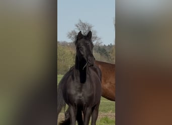 Oldenburger, Merrie, 2 Jaar, 165 cm, Zwart