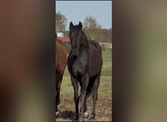 Oldenburger, Merrie, 2 Jaar, 165 cm, Zwart