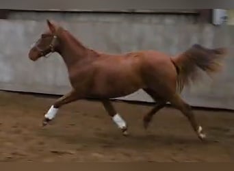 Oldenburger, Merrie, 2 Jaar, 167 cm