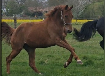 Oldenburger, Merrie, 2 Jaar, 167 cm