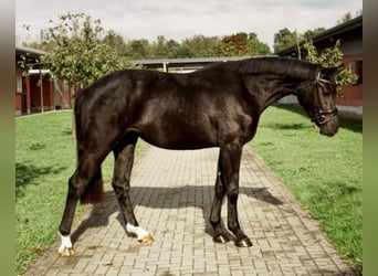 Oldenburger, Merrie, 2 Jaar, 167 cm, Zwartbruin