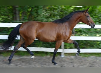 Oldenburger, Merrie, 2 Jaar, 168 cm, Bruin