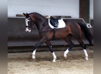 Oldenburger, Merrie, 2 Jaar, 168 cm, Donkerbruin
