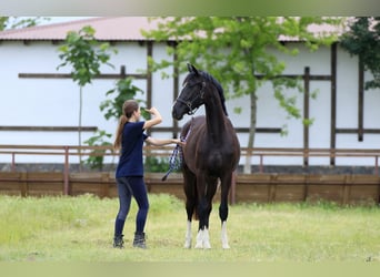 Oldenburger, Merrie, 2 Jaar, 169 cm