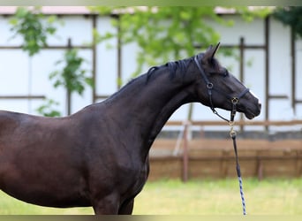 Oldenburger, Merrie, 2 Jaar, 169 cm, Zwart