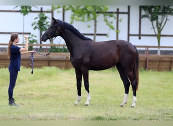 Oldenburger, Merrie, 2 Jaar, 169 cm, Zwart