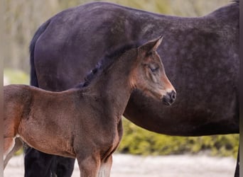 Oldenburger, Merrie, 2 Jaar, 170 cm, Donkerbruin