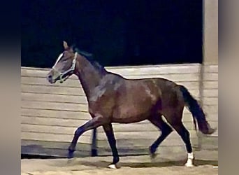 Oldenburger, Merrie, 2 Jaar, 170 cm, Donkerbruin