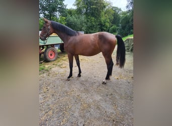 Oldenburger, Merrie, 2 Jaar, 170 cm, Donkerbruin