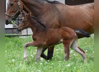 Oldenburger, Merrie, 2 Jaar, 172 cm, Bruin