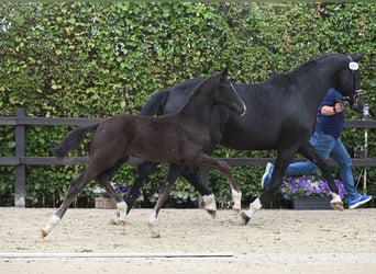 Oldenburger, Merrie, 2 Jaar, 172 cm, Zwart