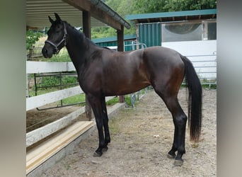 Oldenburger, Merrie, 2 Jaar, 174 cm, Zwartbruin