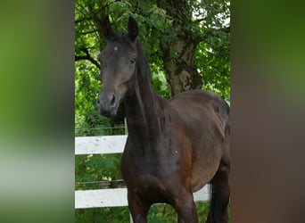 Oldenburger, Merrie, 2 Jaar, 174 cm, Zwartbruin