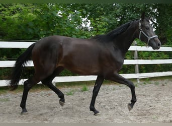 Oldenburger, Merrie, 2 Jaar, 174 cm, Zwartbruin