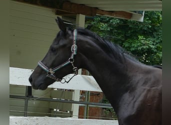 Oldenburger, Merrie, 2 Jaar, 174 cm, Zwartbruin