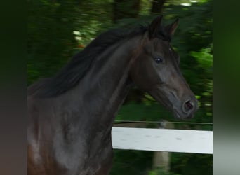Oldenburger, Merrie, 2 Jaar, 174 cm, Zwartbruin