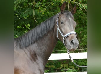 Oldenburger, Merrie, 2 Jaar, 174 cm, Zwartbruin