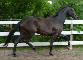 Oldenburger, Merrie, 2 Jaar, 174 cm, Zwartbruin