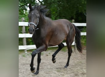Oldenburger, Merrie, 2 Jaar, 174 cm, Zwartbruin